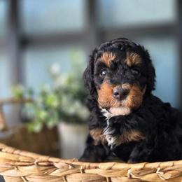 Maui - Black phantom female Aussiedoodle puppy in Saint Cloud, Florida from Jagged Oaks Farm