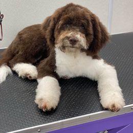 Green - Brown Lagotto Romagnolo puppy in Westlake, Oregon from Premier Truffles
