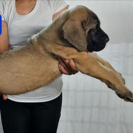AKC PUP 203 - Fawn male Mastiff puppy in Ava, Missouri from Ozark Mountain Mastiffs