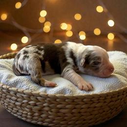 Ash - Red merle male Australian Shepherd puppy in Statesville, North Carolina from Charming Australian Shepherds