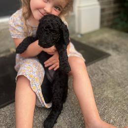 Elowen (light purple) - Black female Poodle puppy in Batavia, Ohio from The Livezey Standard-CKCS and Standard Poodles