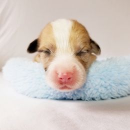 Pembroke Welsh Corgi Puppies from Whimsical Treasure Corgis