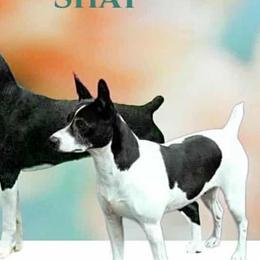 Mastiffs and Rat Terriers from POEM's Haven