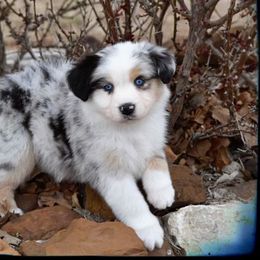 Riot - Miniature Australian Shepherd