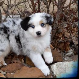 Riot - Miniature Australian Shepherd