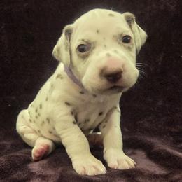 Purple Girl (Liver) - White and liver brown female Dalmatian puppy in Spring Branch, Texas from D'vine Dalmatians