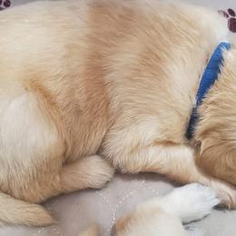 Golden Retriever Puppies from The Golden Court