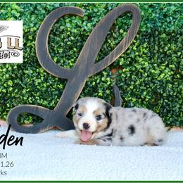 Alden - Blue merle male Miniature Australian Shepherd puppy in Madisonville, Texas from Flying LL Aussies