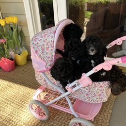 Goldendoodle Puppies from Our Darling Doodles