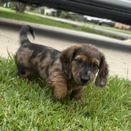 Dachshund Puppies from Cajun Coast Dachshunds