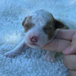 AKC Cider - Male - Clear DNA Tested OFA parentage - Parti male Poodle puppy in Tampa, Florida from The Sweet Life of a Toy Poodle