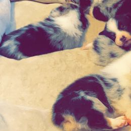 American Corgi and Pembroke Welsh Corgi Puppies from Weatherby’s Corgis