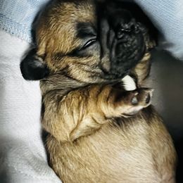 French Bulldog Puppies from Stratton Kennel