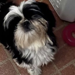 Star - Shih Tzu