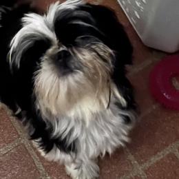 Star - Shih Tzu