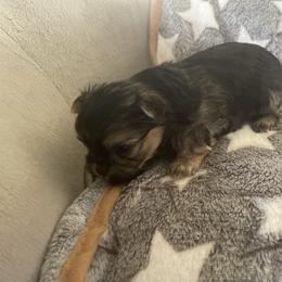 Izzy - Black & tan tri-color male Morkie puppy in Taylorsville, North Carolina from Mountain Top Hot Tailz