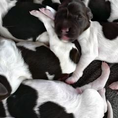 Kleine Munsterlander Puppies from von den Großen Seen kennel