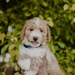 Muffin - Fawn and white male Sheepadoodle puppy in Patterson, California from Dooling Doodles