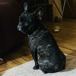 Ripples - French Bulldog
