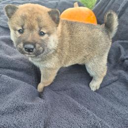 Sky - Black and tan female Shiba Inu puppy in Columbus Junction, Iowa from Liz's Shiba Inu