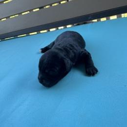 Frannie - Black female Cavapoo puppy in St. Louis, Missouri from Sweet Snuggles Cavapoos