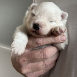 American Eskimo Dog Puppies from Northland Skies Eskies