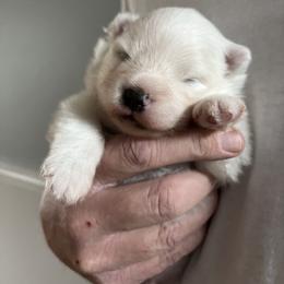 American Eskimo Dog Puppies from Northland Skies Eskies