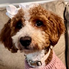 Zoe - Goldendoodle