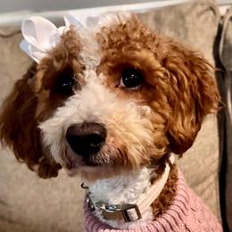 Zoe - Goldendoodle