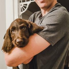 Goldendoodles and Labradoodles from Hickory Creek Doodles