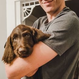 Goldendoodles and Labradoodles from Hickory Creek Doodles