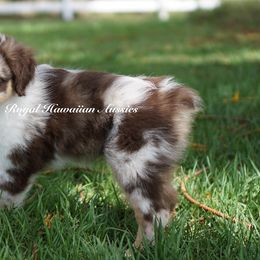 Hibiscus - Red merle Miniature American Shepherd puppy in Kamuela On The Big Island, Hawaii from Royal Hawaiian Aussies LLC