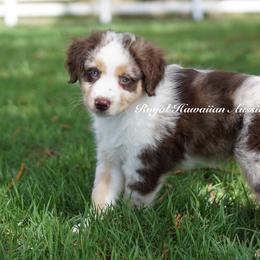 Hibiscus - Red merle Miniature American Shepherd puppy in Kamuela On The Big Island, Hawaii from Royal Hawaiian Aussies LLC