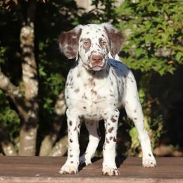 Tan - White and liver brown male Dalmatian puppy in Cottage Grove, Oregon from Hidden Hills Dalmatians