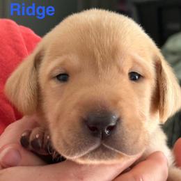 Ridge - Yellow male Labrador Retriever puppy in Rock Hill, South Carolina from North Star Retrievers