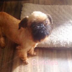 Cuddles - Brussels Griffon