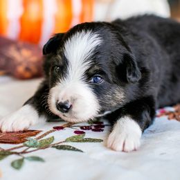 Alice - Black tri female Miniature American Shepherd puppy in Tonopah, Arizona from King's Miniature American Shepherds