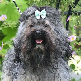 Bentley - Russian Tsvetnaya Bolonka