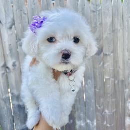 Havanese Puppies from Happy Havanese NJ