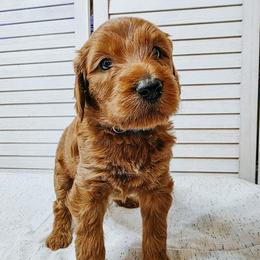 Seahawk - Red  male Goldendoodle puppy in Everett, Washington from Big Top Doodles
