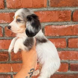 Milo - Piebald male Dachshund puppy in Arcadia, California from Cruz Industries - Dachshund Company & French Bulldog Company