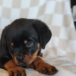 Yellow girl - Black and mahogany female Rottweiler puppy in Custer County, Oklahoma from Rough Creek Kennels