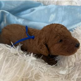 Boy 3 - Red  male Poodle puppy in Bowling Green, Kentucky from Ritzy Red Poodles
