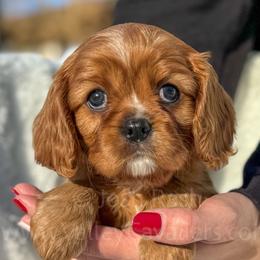 Cavalier King Charles Spaniels from Valley Cavaliers