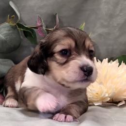 Girl 2 - Cream female Dachshund puppy in Mt. Sterling, Illinois from Doxie Do's