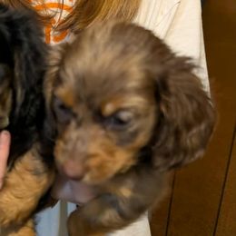 Ckc  dapple boy - Dapple male Dachshund puppy in Madisonville, Tennessee from LaRose Farm & Kennels