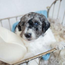 Gucci - Parti male Goldendoodle puppy in Holly Springs, Georgia from Libby Lou’s Goldendoodles