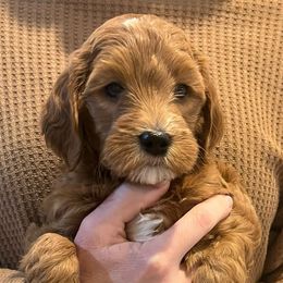 Girl 2 - Red  Goldendoodle puppy in San Antonio, Texas from CruzNDoodles
