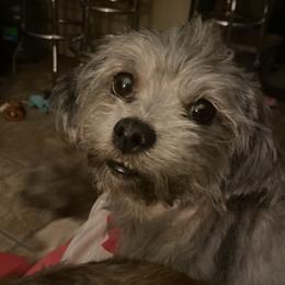Snickers - Poodle