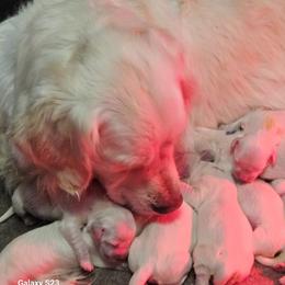 Boy 3 - male Golden Retriever puppy in Chesterton, Indiana from Takota Dogs